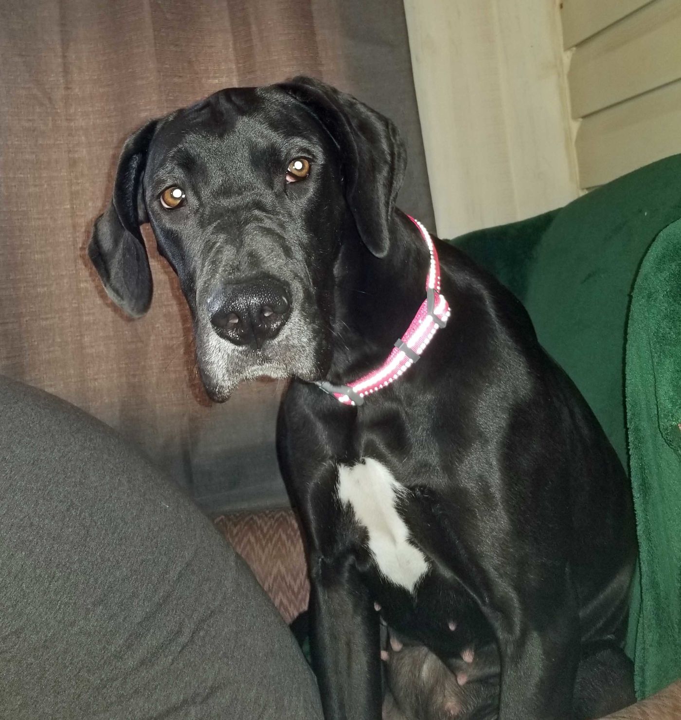 Mid-Atlantic Great Dane Rescue League - Shy2.jpg